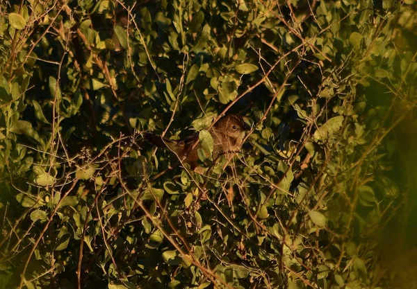 Sedge Warbler Descansando Escondendo Nos Ramos Árvore — Fotografia de Stock