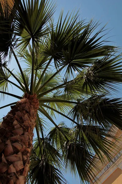 Bela Palmeira Toscana Elba Itália — Fotografia de Stock