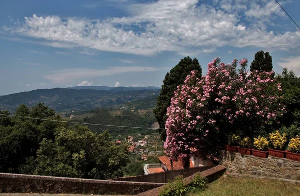 Der Schöne Baum Mit Rosa Blüten Auf Elba Italien — Stockfoto