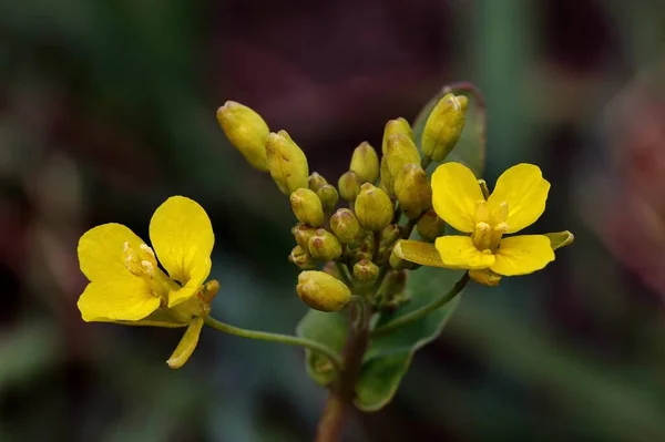 Eine Nahaufnahme Einer Gelben Schönen Blume — Stockfoto