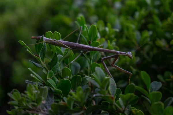 Een Prachtig Schot Van Een Insect Met Lange Benen Bladeren — Stockfoto
