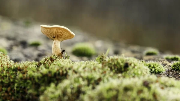 Panoramic Closeup Shot Mushroom Growing Forest — Stock Photo, Image