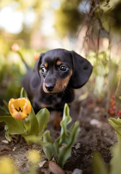 黄色のチューリップの近くにかわいい子犬オーストリアの黒とタンハウンド — ストック写真