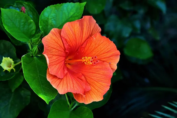 Een Close Van Een Prachtige Hawaiiaanse Hibiscus Toscane Elba Italië — Stockfoto