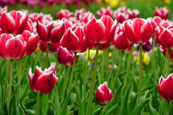 Beautiful Picture Pink Tulips Sunlight Garden — Stock Photo, Image