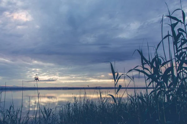 Krásná Scenérie Rostlin Moře Pod Úchvatnou Západem Slunce — Stock fotografie