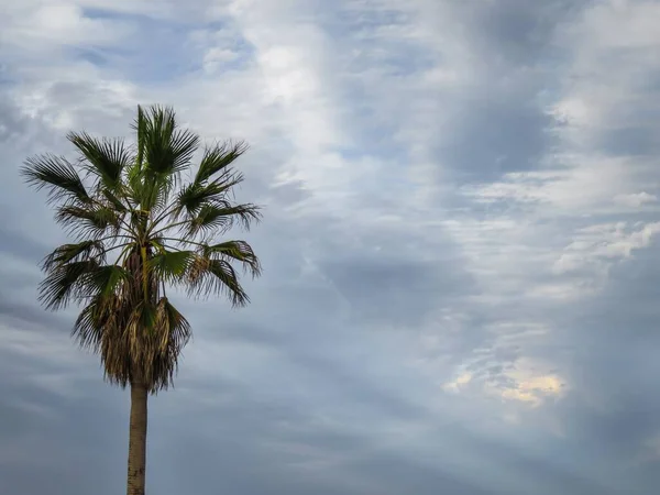 Снимок Кокосового Дерева Красивым Облачным Небом — стоковое фото