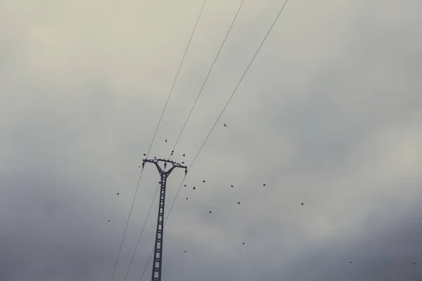 在乌云密布的天空下 一群小鸟在电线周围飞来飞去 拍下了一个低角度的镜头 — 图库照片