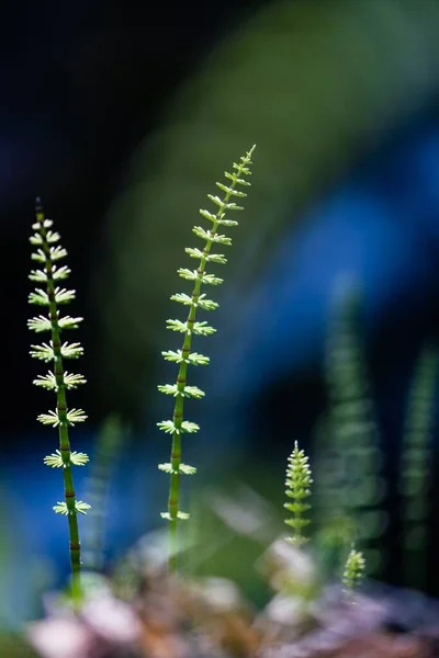 Beau Cliché Des Germes Prêle Dans Jardin Parfait Pour Fond — Photo