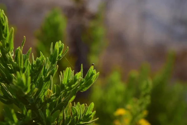 Красивый Рост Зеленого Растения Паутиной Маленькой Лягушкой — стоковое фото