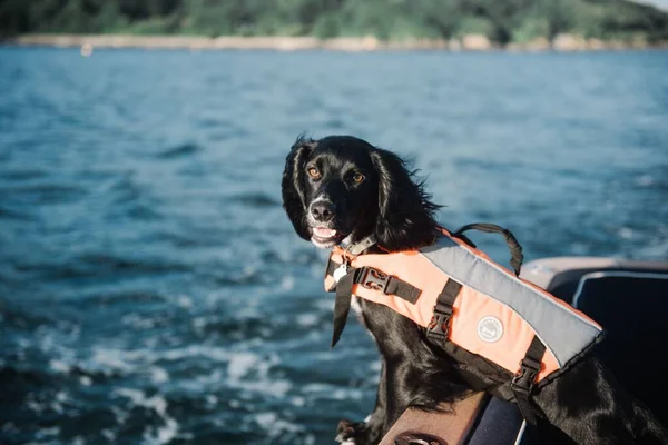 A cute black spaniel dog on a boat in the sea during daytime