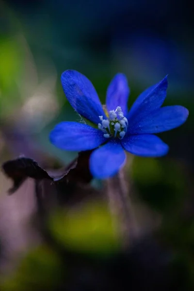 Uma Bela Foto Flor Azul Primavera Jardim Perfeito Para Fundo — Fotografia de Stock