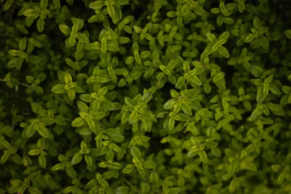 新鲜绿色植物的特写镜头 — 图库照片