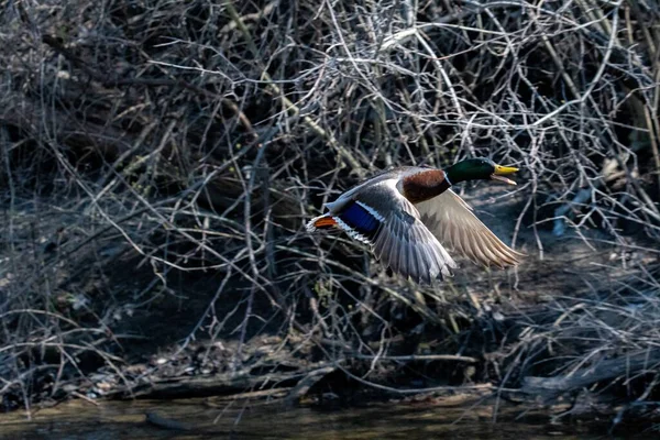 Divoká Kachna Letící Vedle Větví Stromu — Stock fotografie