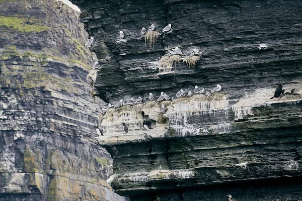 Detailní Záběr Racků Útesech Moher Denního Světla Irsku — Stock fotografie