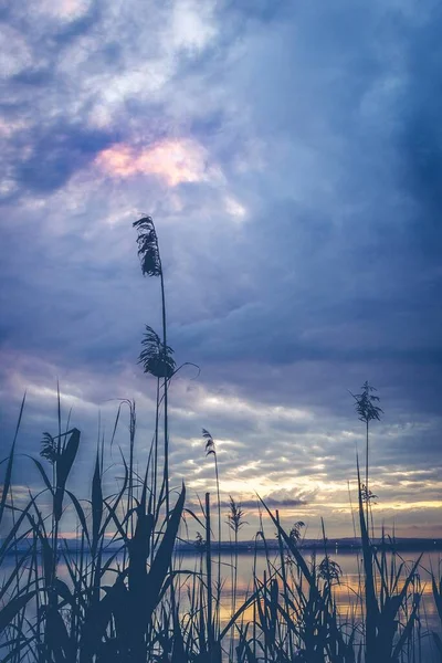 Uma Bela Paisagem Plantas Beira Mar Sob Céu Deslumbrante Pôr — Fotografia de Stock