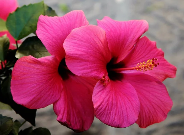 Primer Plano Hermoso Hibisco Hawaiano Toscana Elba Italia — Foto de Stock