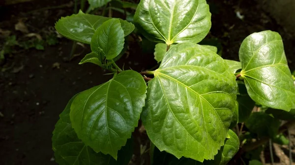 森の中の植物の緑の葉のクローズアップショット — ストック写真