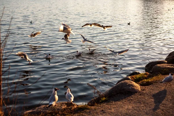 川岸で泳いだり飛んだりする鳥の美しいショット — ストック写真