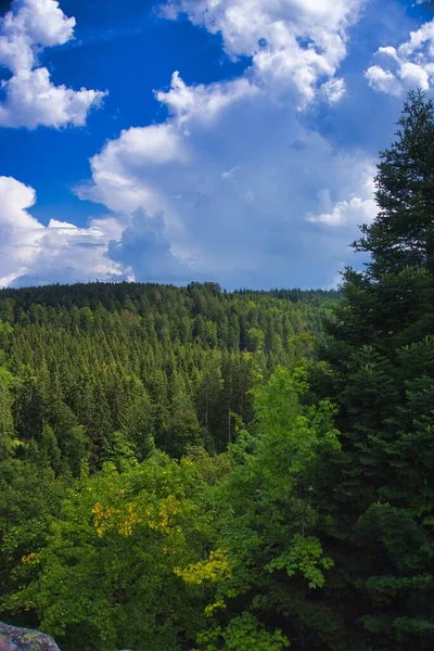 Disparo Vertical Bosque Bajo Luz Del Sol Cielo Nublado Azul — Foto de Stock