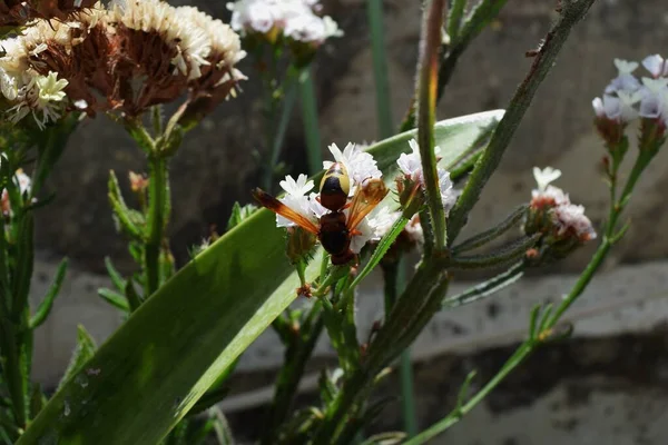 Avispa Avispa Oriental Busca Alimento Las Hojas Planta — Foto de Stock