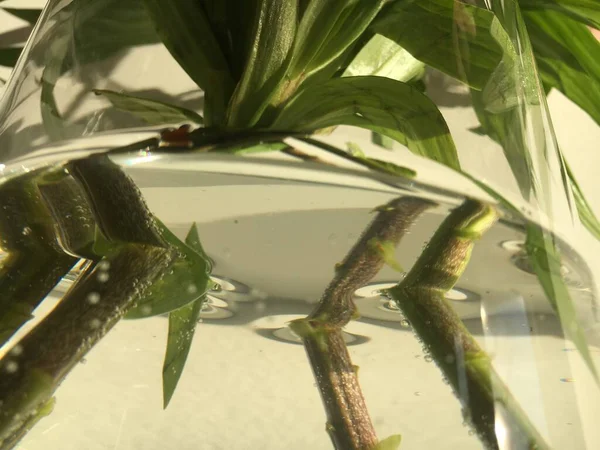 Hermoso Cierre Una Planta Vaso Agua Bajo Luz Del Sol — Foto de Stock