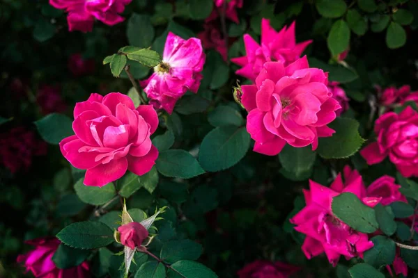 Close Rosas Cor Rosa Jardim — Fotografia de Stock