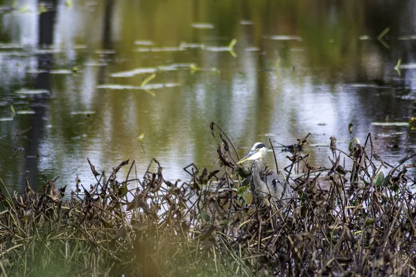 Héron Bleu Debout Sur Herbe Près Rivière Des Outaouais Sous — Photo