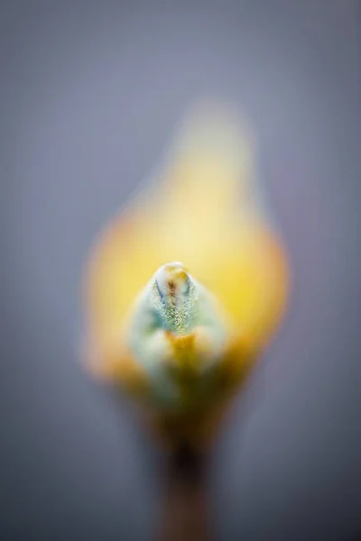 Closeup Shot Flower Bud Perfect Background — Stock Photo, Image