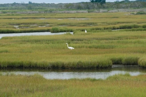 Egy Gyönyörű Felvétel Egy Mocsaras Mocsárról Állatokkal Assateague Szigeten Worchester — Stock Fotó