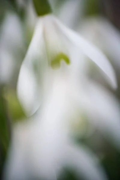 Piękny Strzał Śniegu Kwiaty Ogrodzie — Zdjęcie stockowe