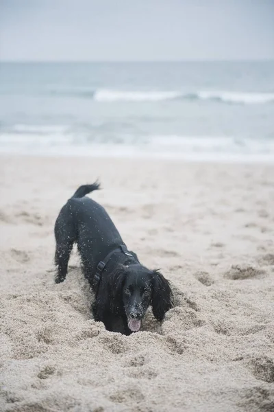 Ένα Κάθετο Πλάνο Ενός Χαριτωμένου Μαύρου Σκύλου Που Παίζει Άμμο — Φωτογραφία Αρχείου