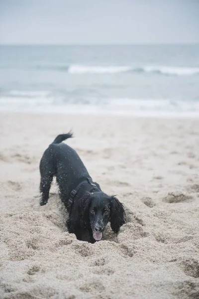 Colpo Verticale Simpatico Cane Spagnolo Nero Che Gioca Con Sabbia — Foto Stock