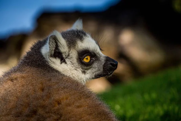 Een Close Shot Van Een Schattige Maki Een Park — Stockfoto