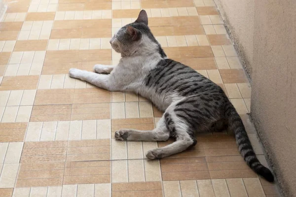 Een Prachtig Shot Van Een Huiselijke Kat Rustend Een Vloertegel — Stockfoto