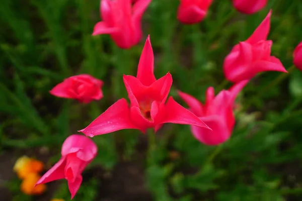 Beautiful Closeup Pink Flowers Garden Sunlight — Stock Photo, Image
