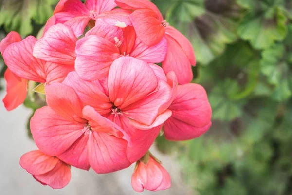 Krásný Detailní Záběr Růžové Hortenzie Ideální Pro Pozadí — Stock fotografie