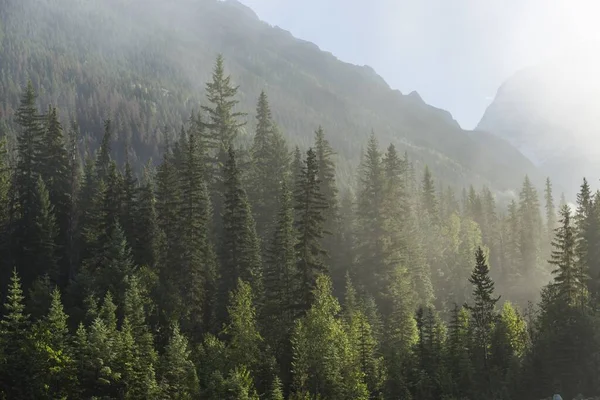 Сосний Ліс Влітку Канаді — стокове фото