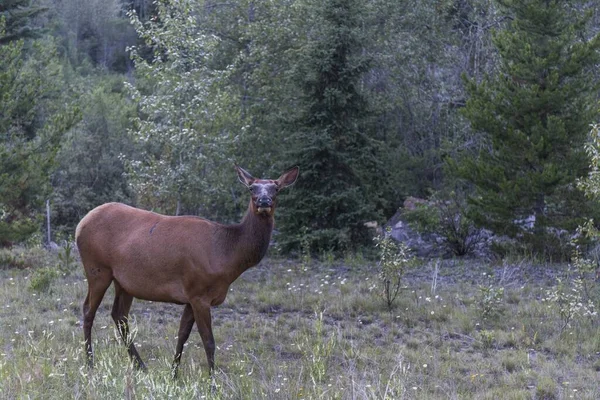 Wapiti Femelle Brune Dans Forêt — Photo