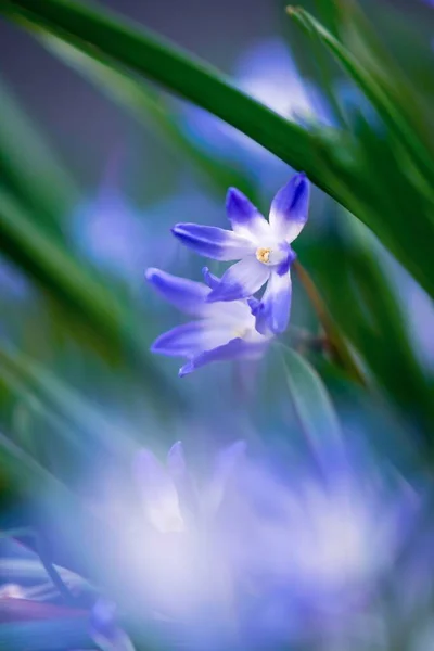 Krásný Záběr Modré Scilla Sekce Chionodoxa Květiny Zahradě Ideální Pro — Stock fotografie