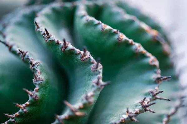 Detailní Záběr Kaktusových Ostnů — Stock fotografie