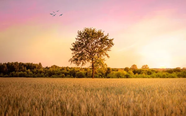 Uma Única Árvore Campo Com Pássaros Céu — Fotografia de Stock