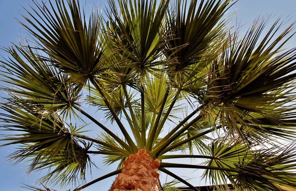 Den Vackra Palmen Toscana Och Elba Italien — Stockfoto