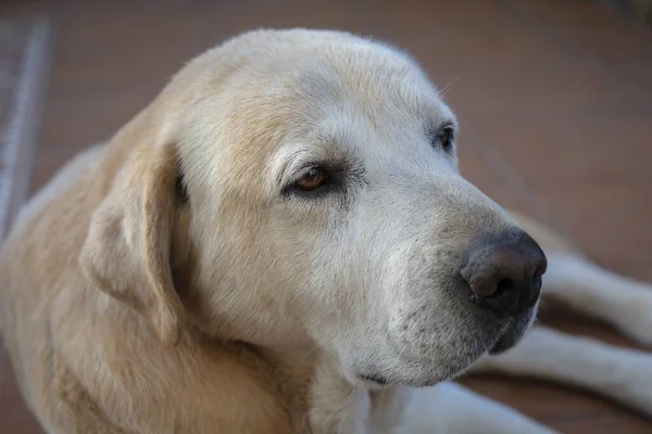 Bel Colpo Angolo Alto Labrador Retriever — Foto Stock