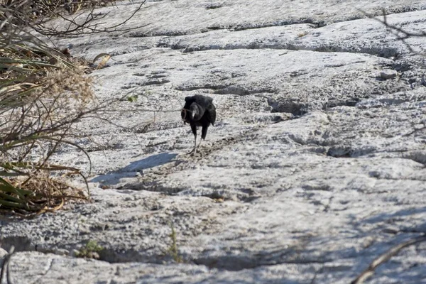 岩の上を歩く黒いカラスの美しいショット — ストック写真