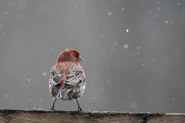 Gros Plan Oiseau Rouge Brun Reposant Sur Une Surface Bois — Photo