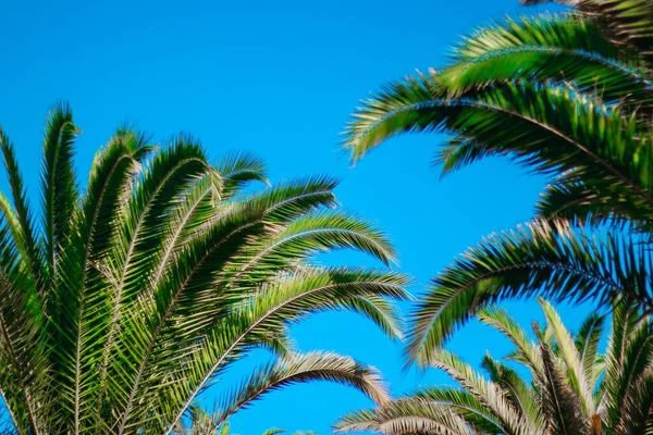 Las Ramas Una Palmera Contra Cielo Azul Día Soleado —  Fotos de Stock