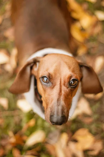 Cão Dachshund Marrom Bonito Com Uma Coleira Bege — Fotografia de Stock