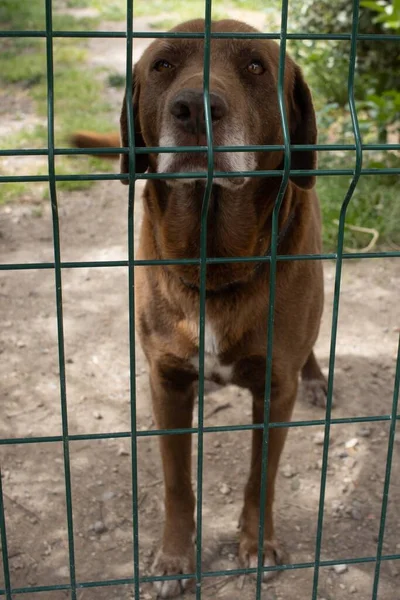 Eine Schöne Vertikale Aufnahme Eines Traurigen Hundes Hinter Grünen Gittern — Stockfoto