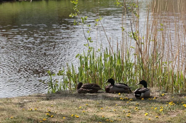 Eine Gruppe Enten Ufer Eines Teiches Tagsüber — Stockfoto